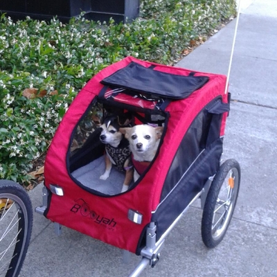 Two chihuahua in Medium Dog Trailer Booyah Strollers