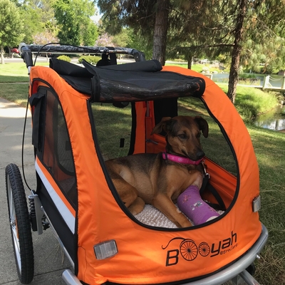 Broken arm dog in Booyah Strollers Large Orange Stroller