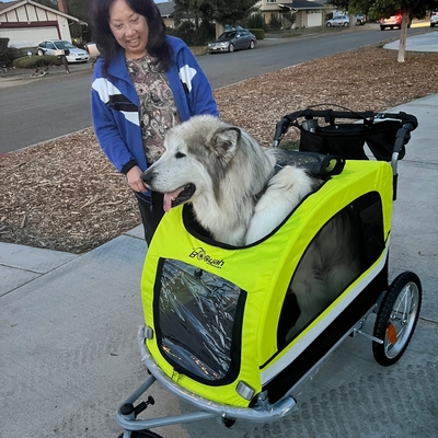 Big Husky Malamute in Extra Large Pet Stroller 90 lbs
