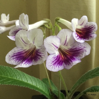 customer photo of Dibleys Streptocarpus 'Nerys', photographed by N. Phillips.