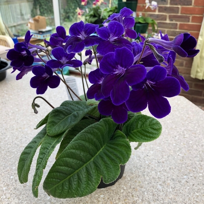 A beautiful plant. Nice and compact with lots of flowers throughout the season. Very reliable.