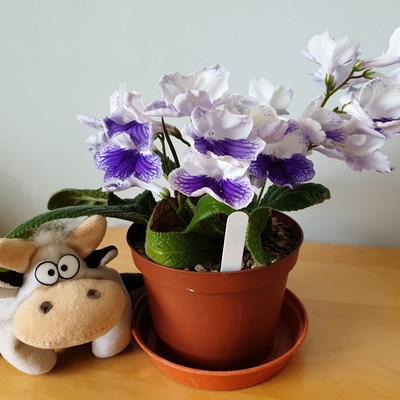 customer photo of Dibleys customer photo of Dibleys