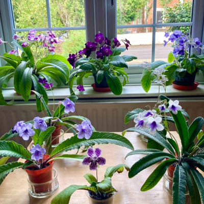 customer photo of Dibleys customer photo of Dibleys