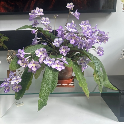 customer photo of Dibleys Mabel