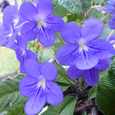 customer photo of Dibleys 'Constant Nymph' purchased 2018