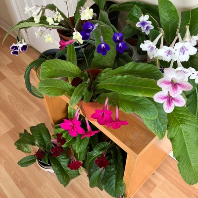 customer photo of Dibleys just a few of my collection