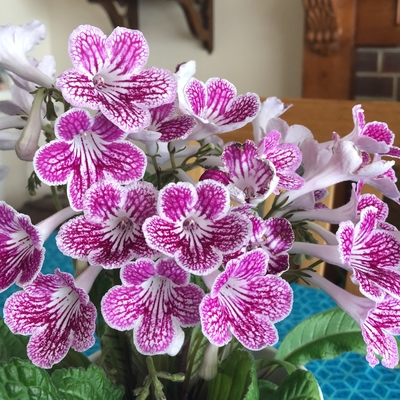 customer photo of Dibleys customer photo of Dibleys