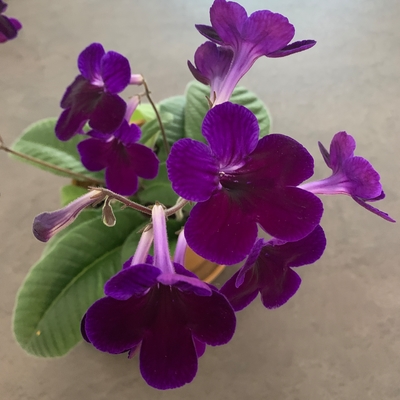 customer photo of Dibleys  My favourite variety