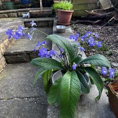 customer photo of Dibleys Falling stars getting some fresh air