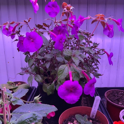 customer photo of Dibleys Achimenes  Jennifer Goode