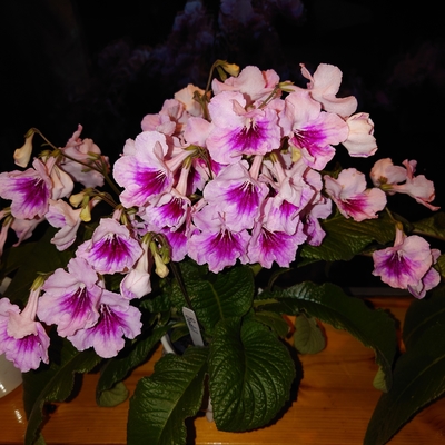 customer photo of Dibleys customer photo of Dibleys