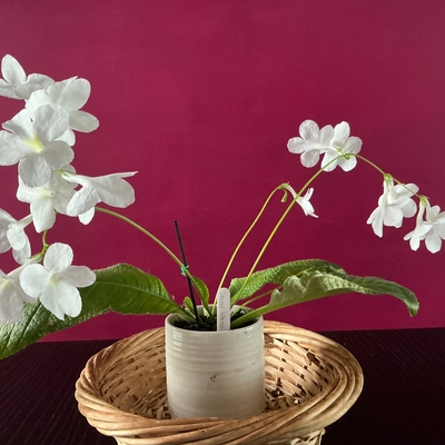 customer photo of Dibleys Snow White