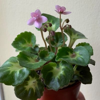 customer photo of Dibleys Saintpaulia Little Bo Peep