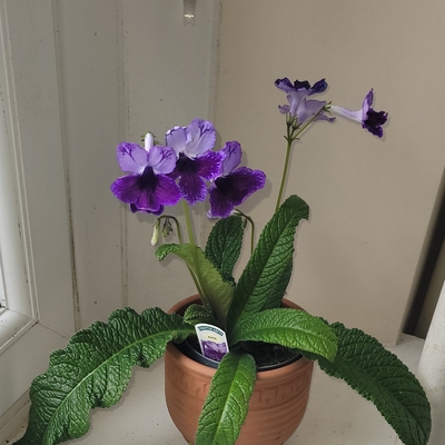 customer photo of Dibleys Katie