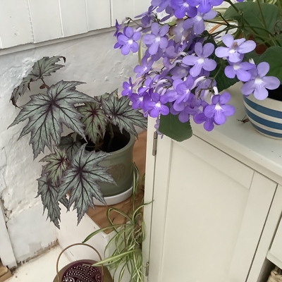 customer photo of Dibleys Magnificent Connie Bo
