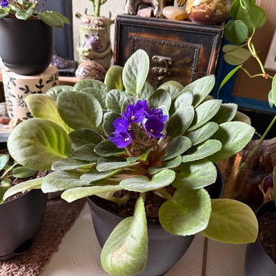 customer photo of Dibleys African violet , longest I’ve managed to keep alive…going on 4 years old