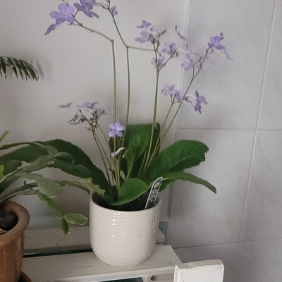 customer photo of Dibleys Falling Stars