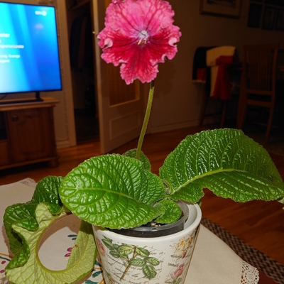 customer photo of Dibleys customer photo of Dibleys