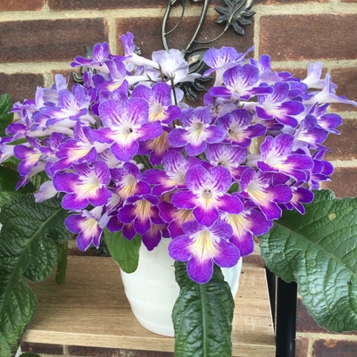 customer photo of Dibleys Zoe