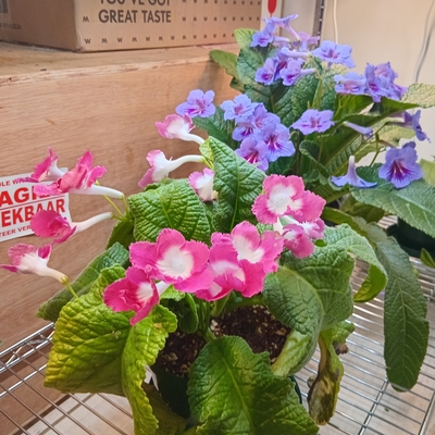 customer photo of Dibleys Pink halo and Dinas