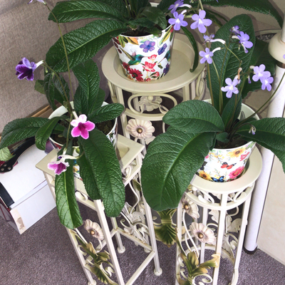 customer photo of Dibleys Beautiful streptacarpus, Fromm Dibleys of course