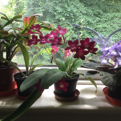 customer photo of Dibleys Photo of Streptocarpus 'Texas Hot Chili' on windowsill by N. Phillips