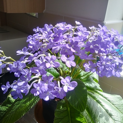 customer photo of Dibleys My beautiful falling star
