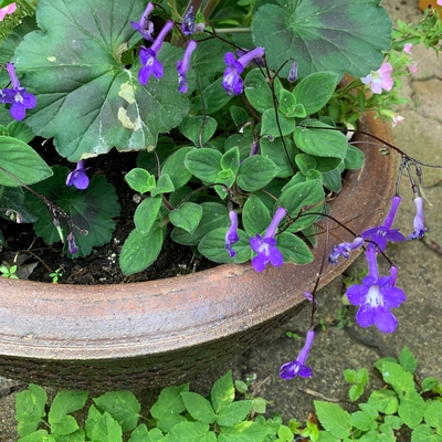 customer photo of Dibleys What is this please?  In a hotel garden in Turckheim France