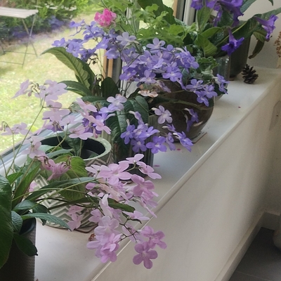 customer photo of Dibleys Gloria and Falling Stars