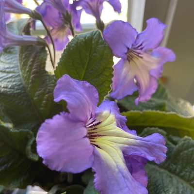 customer photo of Dibleys Stunning plant I think this is my favourite !