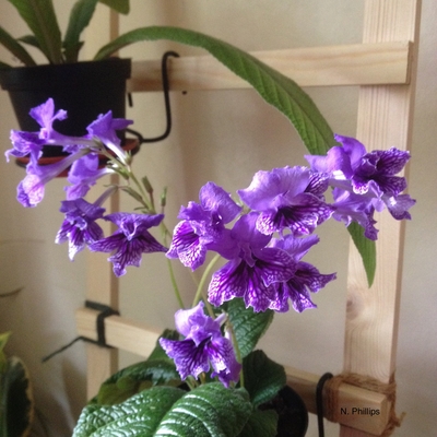 customer photo of Dibleys Streptocarpus 'Blue Frills', photographed by N. Phillips.