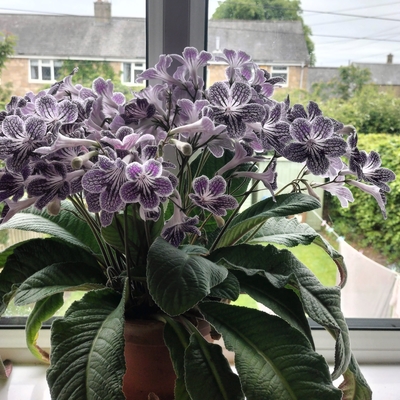 customer photo of Dibleys customer photo of Dibleys