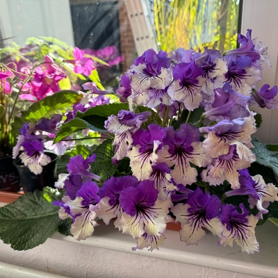customer photo of Dibleys customer photo of Dibleys