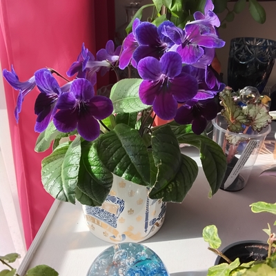 customer photo of Dibleys customer photo of Dibleys