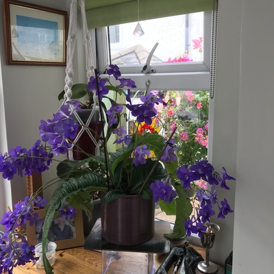 customer photo of Dibleys This is Enid over 25 years old .