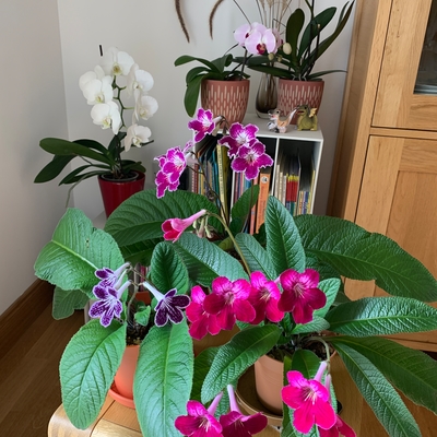 customer photo of Dibleys Favourite space