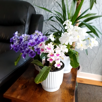 customer photo of Dibleys Myfanwy, Frosty Diamond and unknown white one, inherited from a friend. All normally grown on NE facing bathroom window ledge, where they seem to love it.