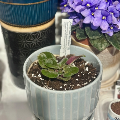 customer photo of Dibleys I'm really looking forward to them growing up