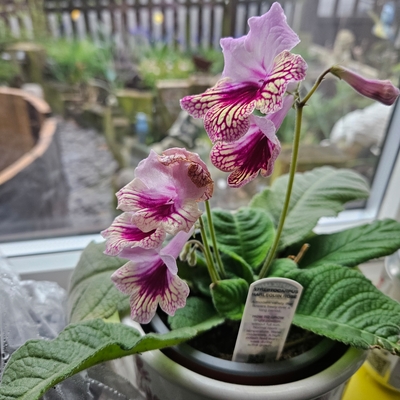 customer photo of Dibleys Last years cuttings