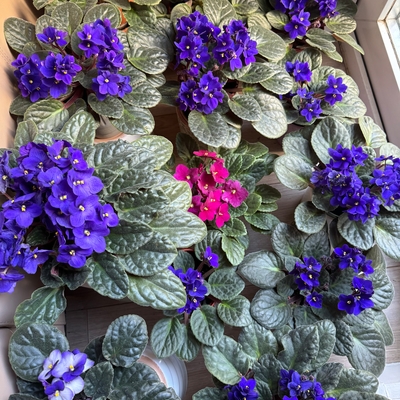 customer photo of Dibleys customer photo of Dibleys
