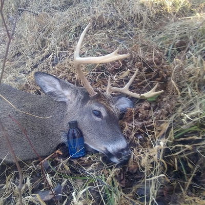 customer photo of Antler Ice