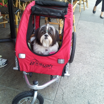 shitzu in medium dog stroller Booyah Strollers