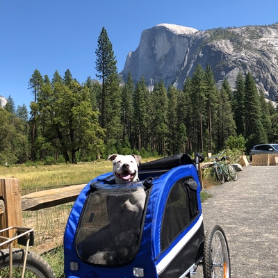 Our Booyah pet trailer/stroller made our Yosemite trip 1000x better for my Tri-pawd!