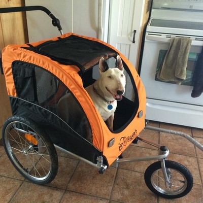 Terrier In Large Orange Booyah Strollers