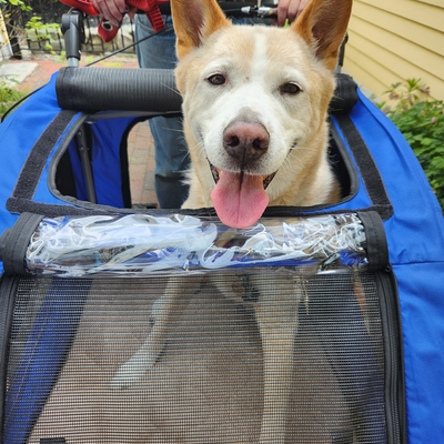 Boris' 1st test drive in his new Booyah stroller!