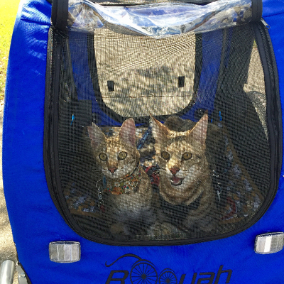 Cats in Booyah Stroller Large Pet stroller