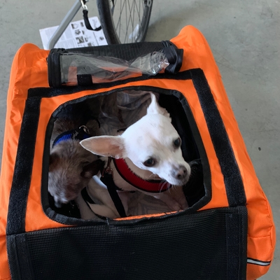 Love this tiny dog trailer!  My white chihuahua hates car rides. But she seemed to enjoy her bike ride. I hooked both of my little Chihuahua’s into this with no problems.