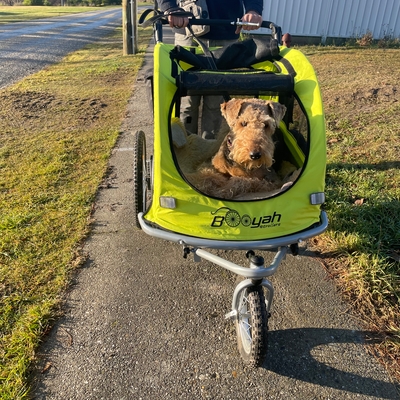 Our Beloved Bracken the Airedale terrier, we originally purchased this buggy 2 years ago  for our elderly airedale so she could keep up with the young ones. It has become