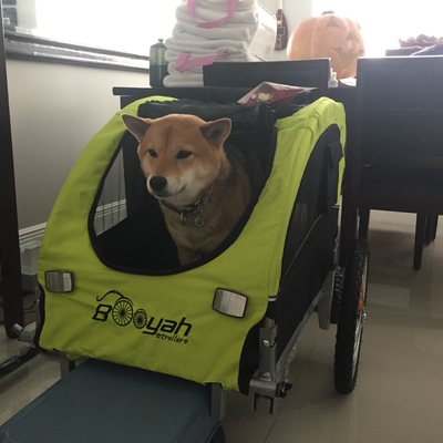 Perfect for my 20lb Shiba Inu! (it even fits 2 shibas)