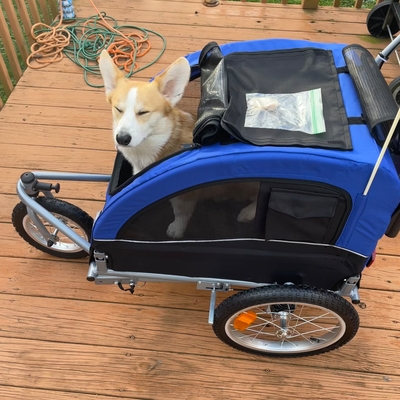 My corgi loves his stroller!
